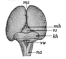 Fig. 302. Brain of a human embryo, twelve
weeks old.