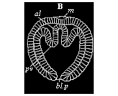Fig.76. Coelomula of
sagitta.