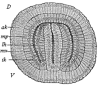 Fig.77. Coelomula of
sagitta, in section.