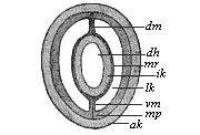 Fig.78. Section of a
young sagitta.