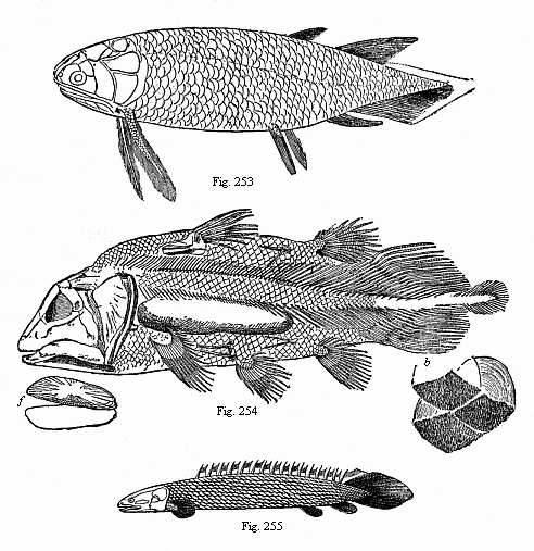 Fig. 253. A Devonian Crossopterygius (Holoptychius nobilissimus), from the Scotch old red sandstone.
Fig. 254. A Jurassic Crossopterygius (Undina penicillata), from the upper Jurassic at Eichst�tt. Fig. 255. A living Crossopterygius, from the Upper Nile.