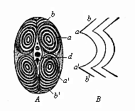 Transverse section of a fish&rsquo;s tail (from the tunny).