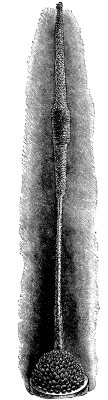 AGAVE VICTORI&AElig;-REGIN&AElig;.